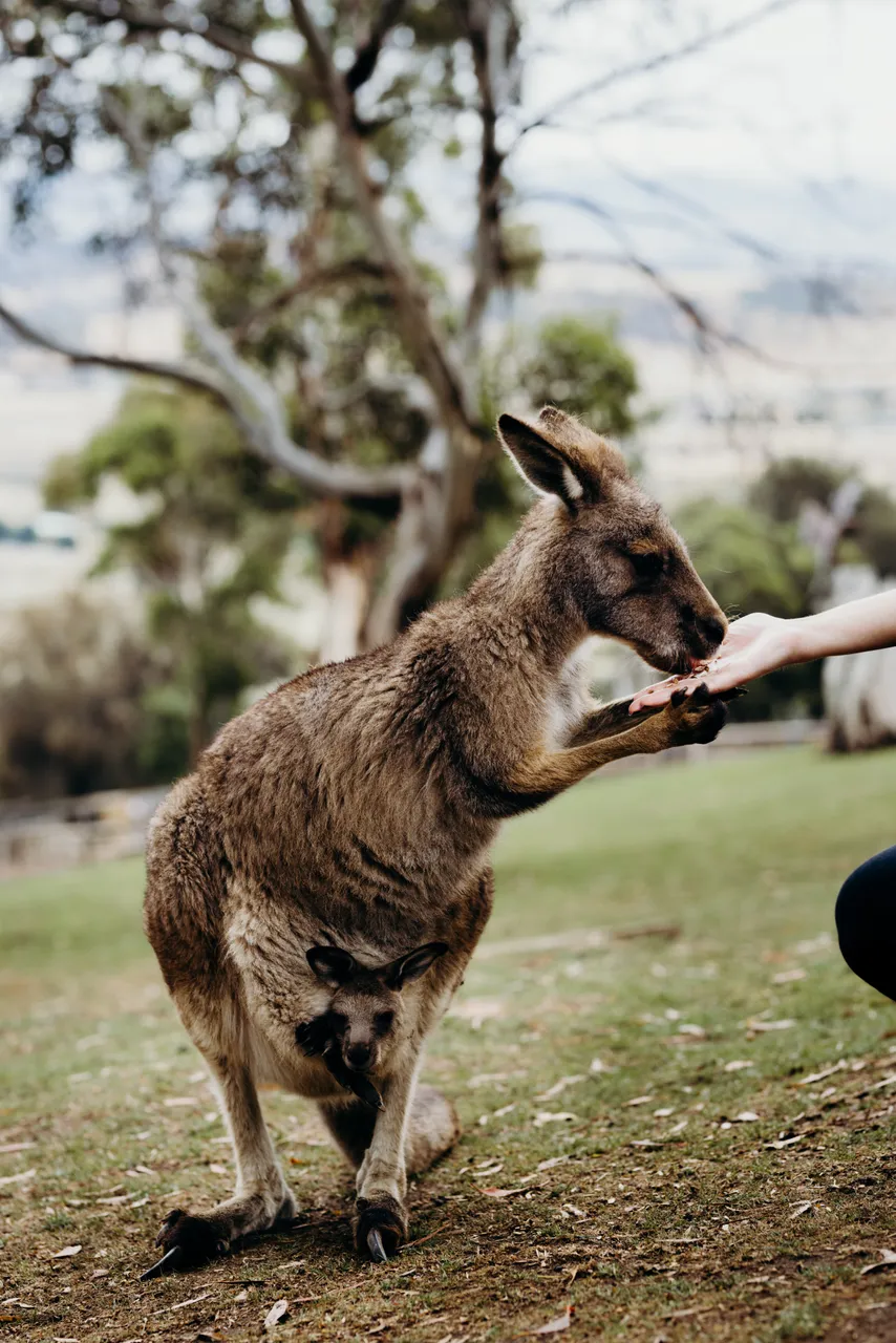 Feeding Forester Kangaroo