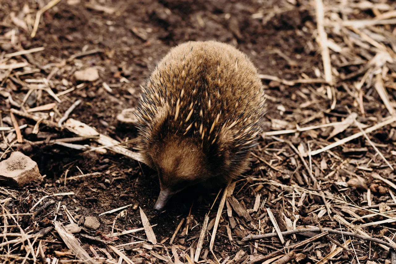 Echidna