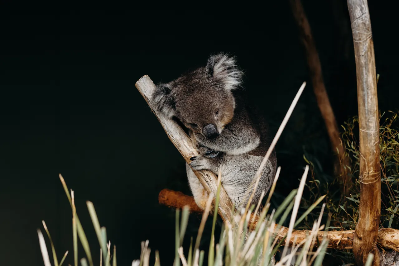Koala