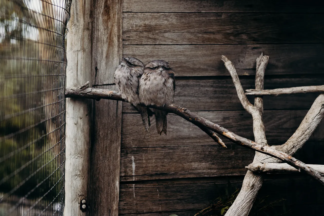 Tawny Frogmouths