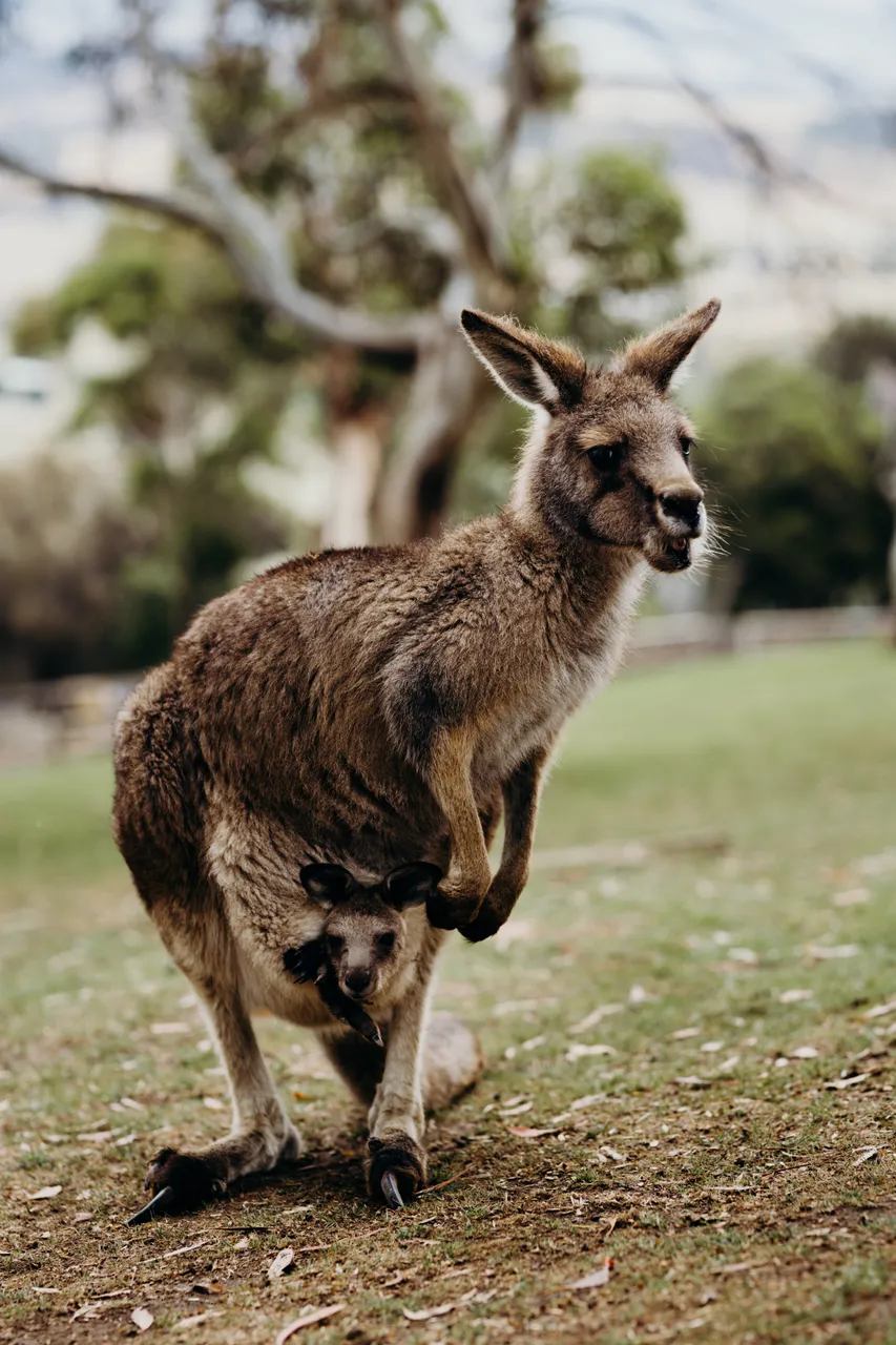 Forester Kangaroo