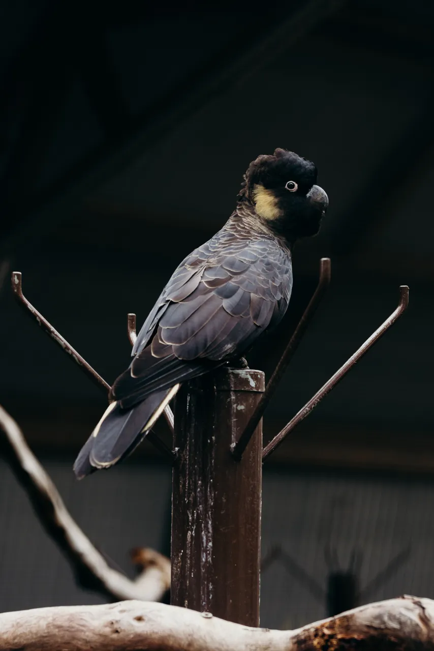 Black Cockatoo