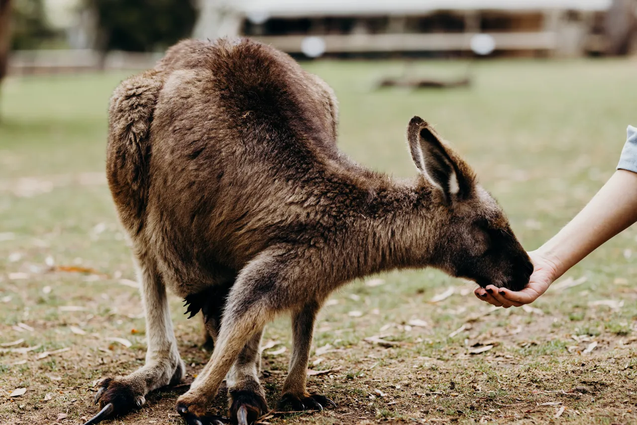 Feeding Forester Kangaroo