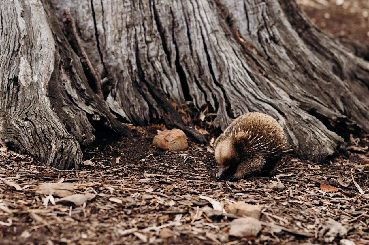 Echidna