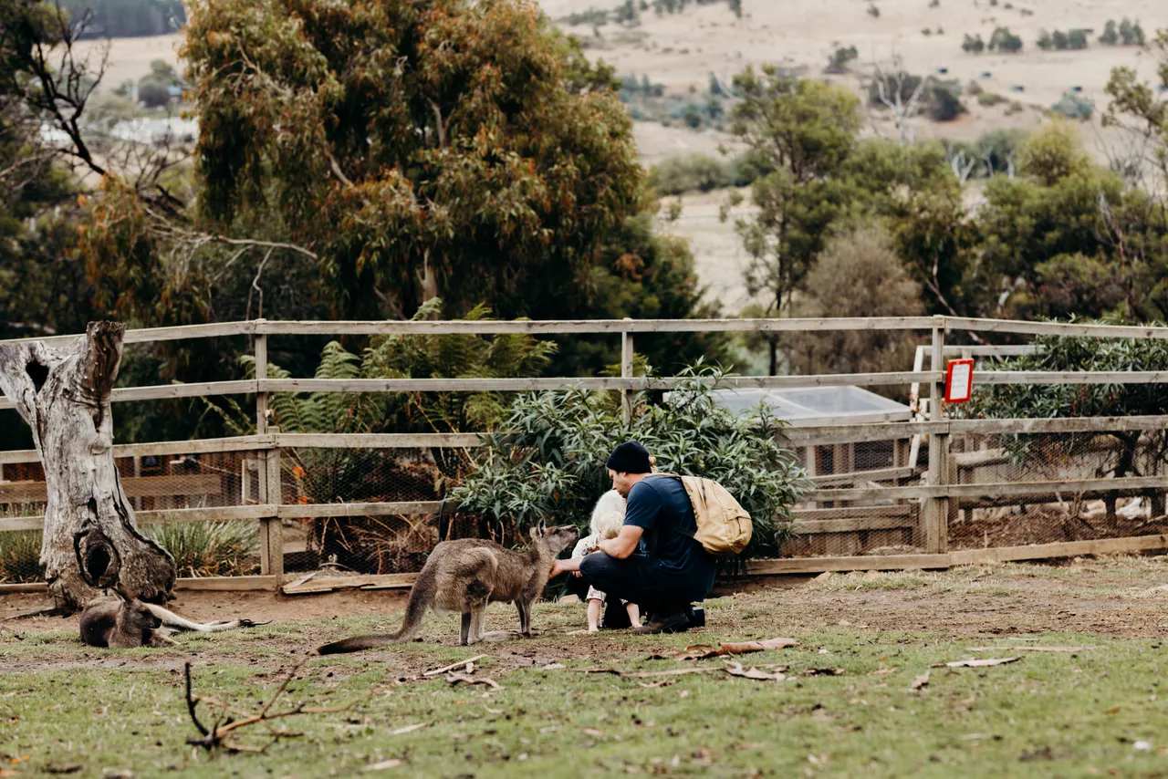 Feeding Forester Kangaroo