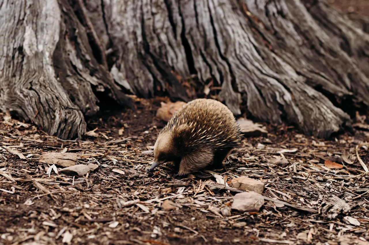 Echidna