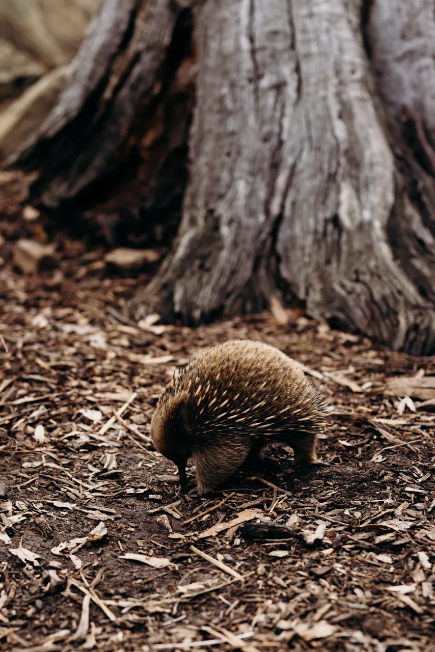 Echidna