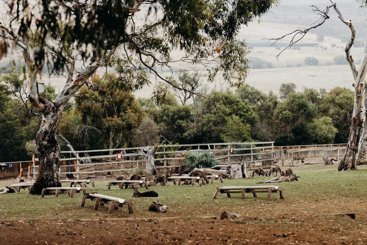 Forester Kangaroo