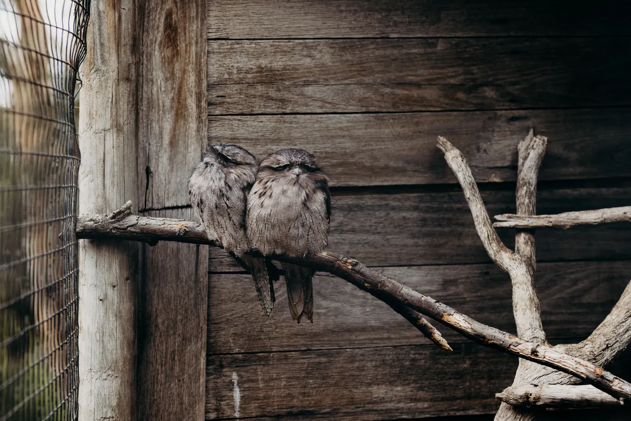 Tawny Frogmouths