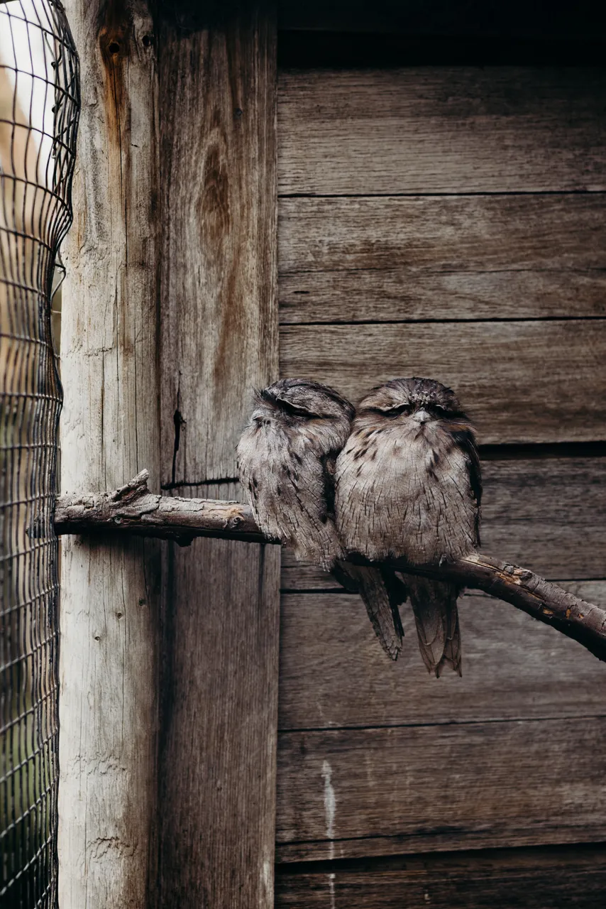 Tawny Frogmouths