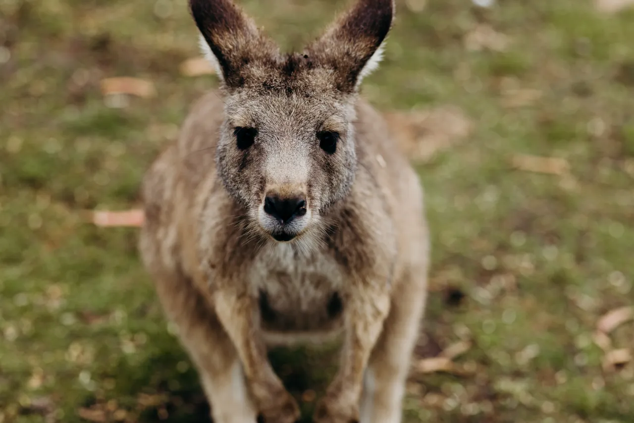 Forester Kangaroo