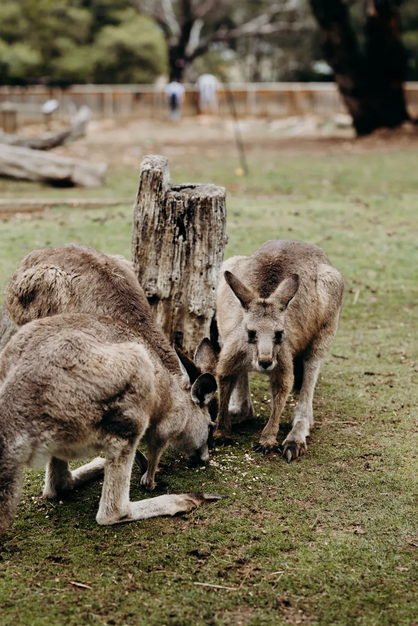 Forester Kangaroo
