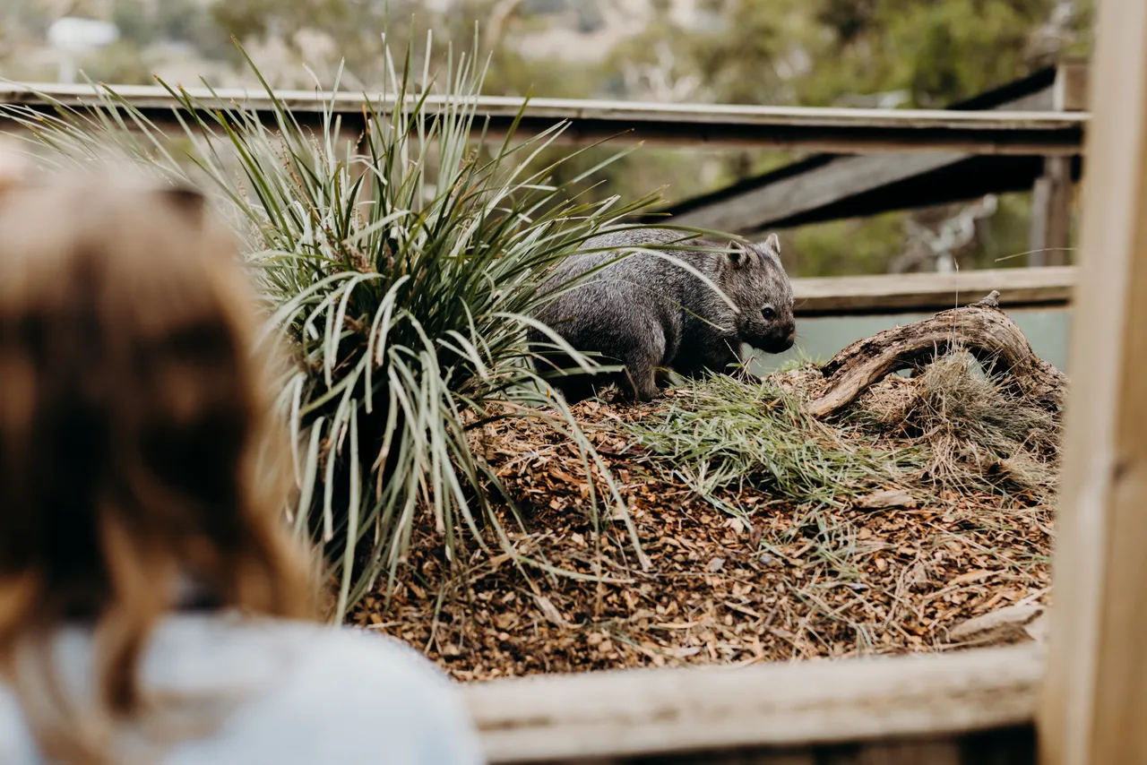 Wombat
