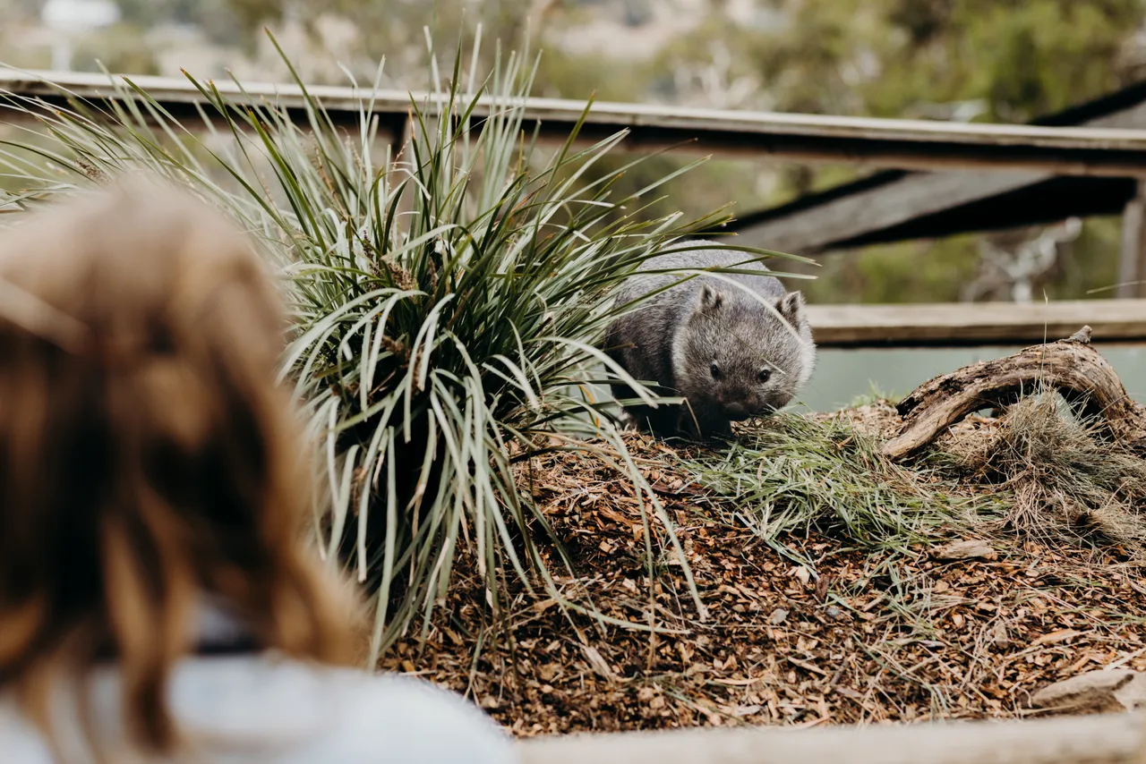 Wombat