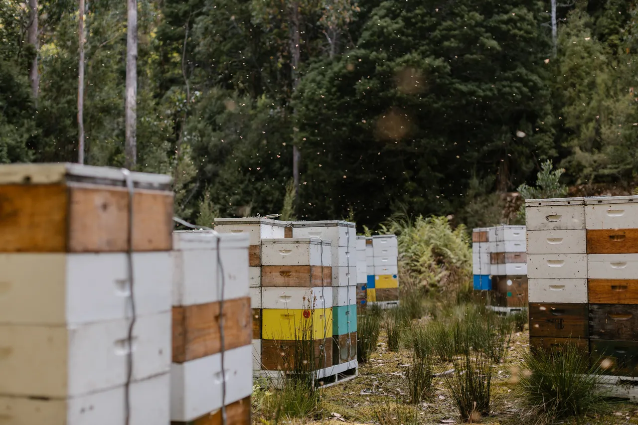 Bee Hives