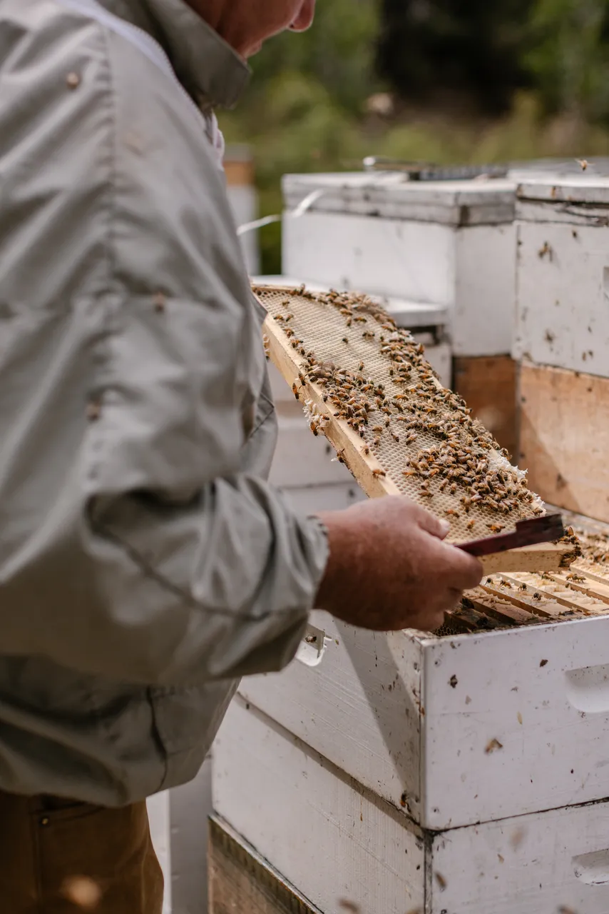 Beekeeping