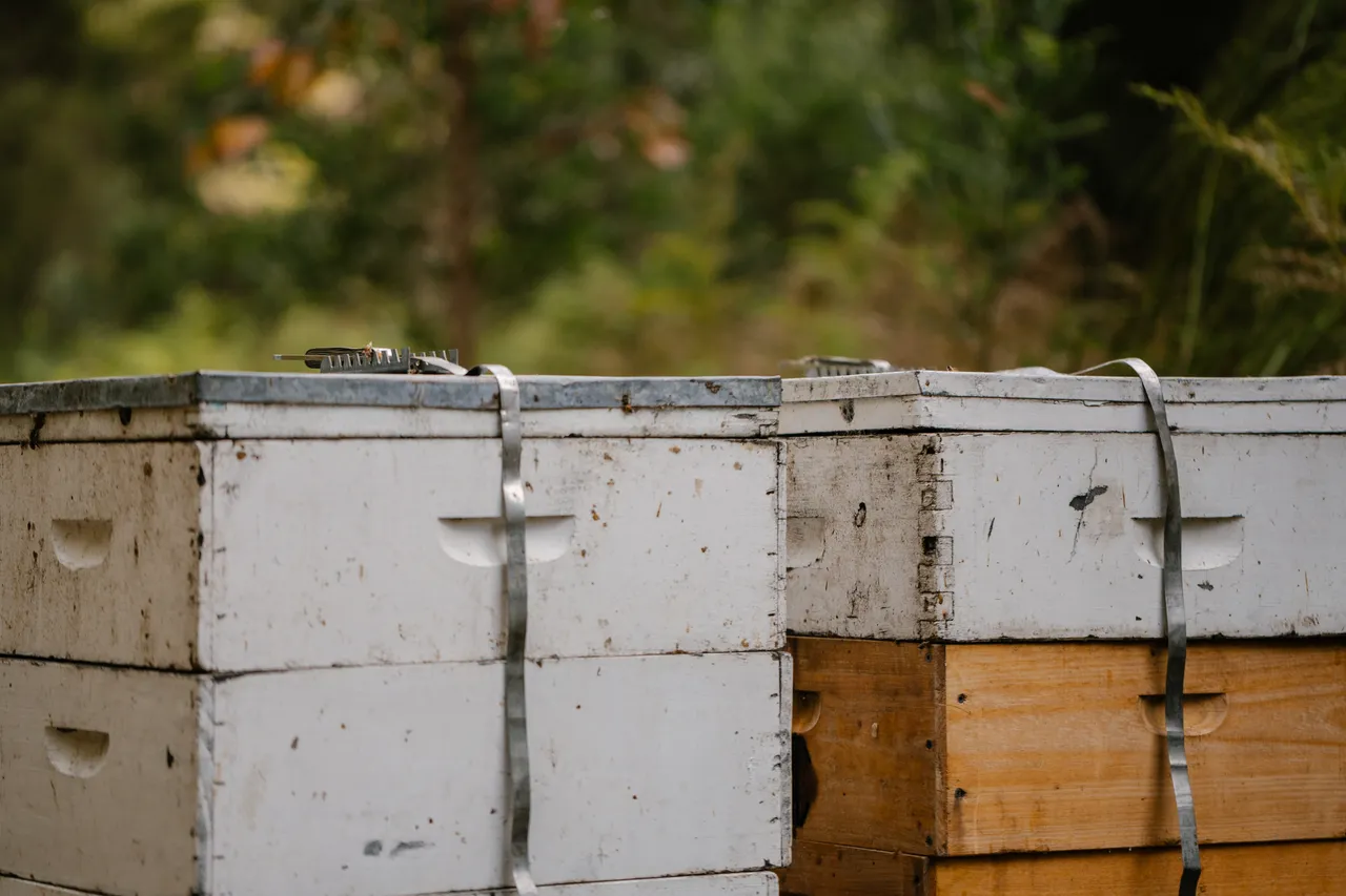 Bee Hives