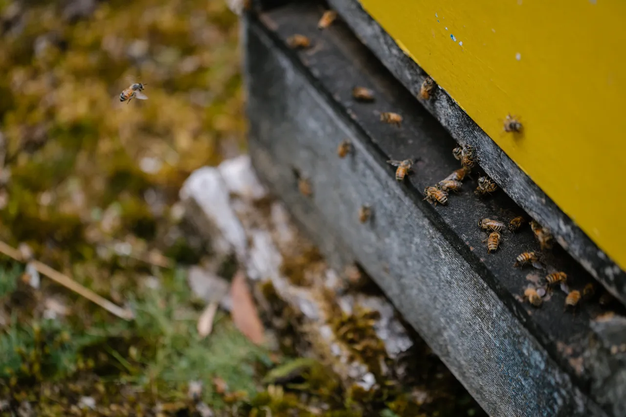 Bee Hives