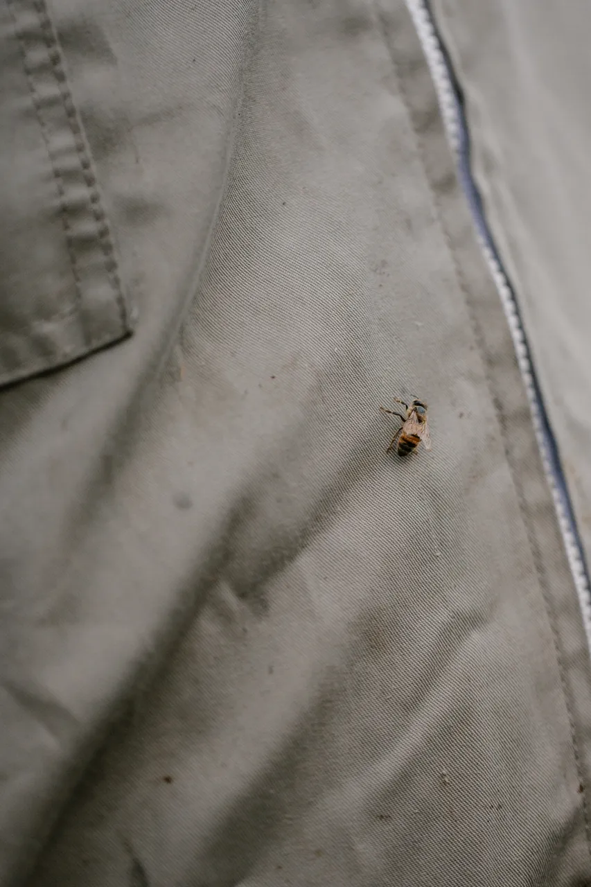 Bee