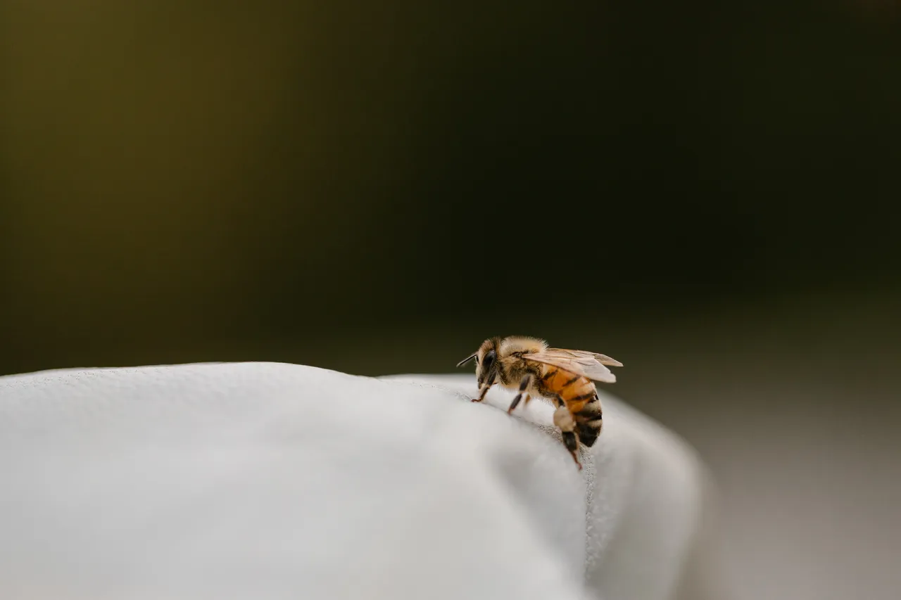 Bee