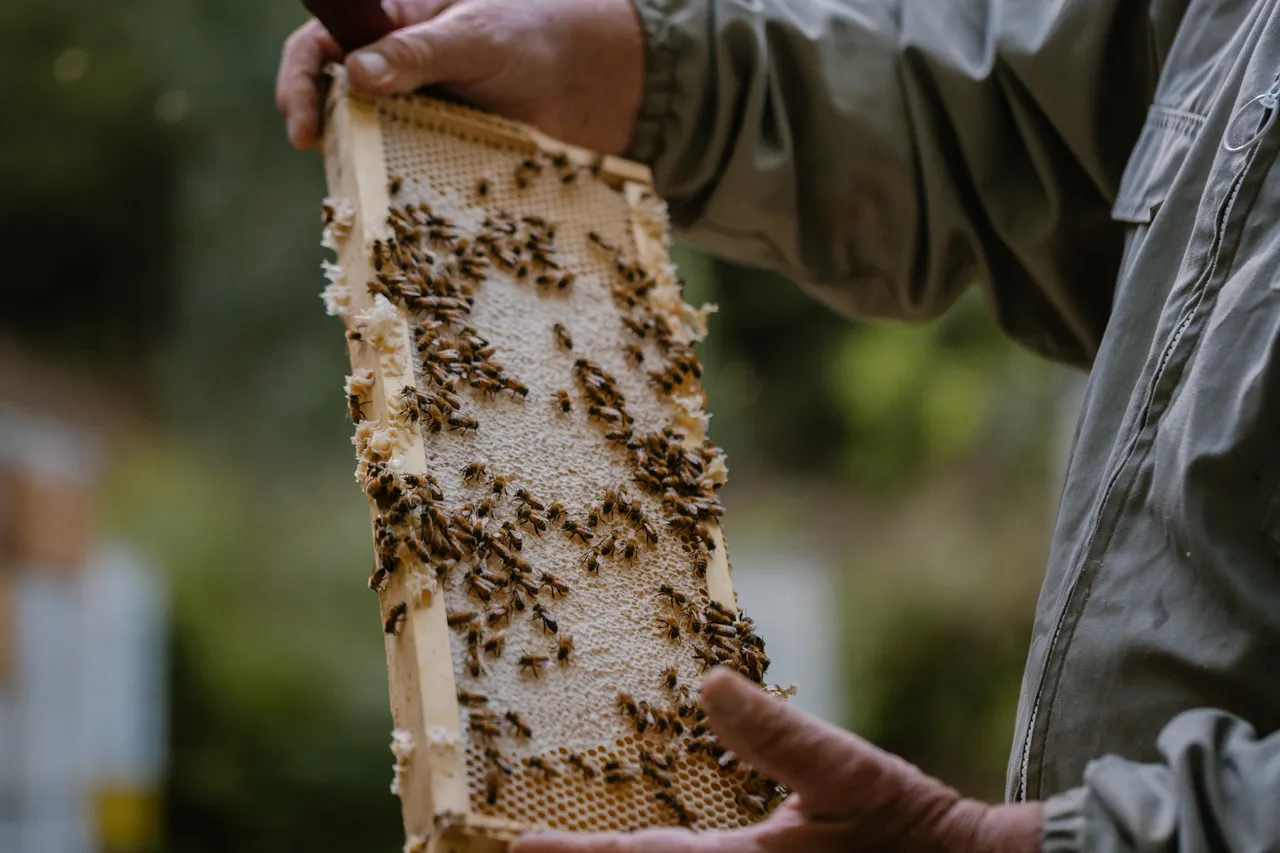 Beekeeping