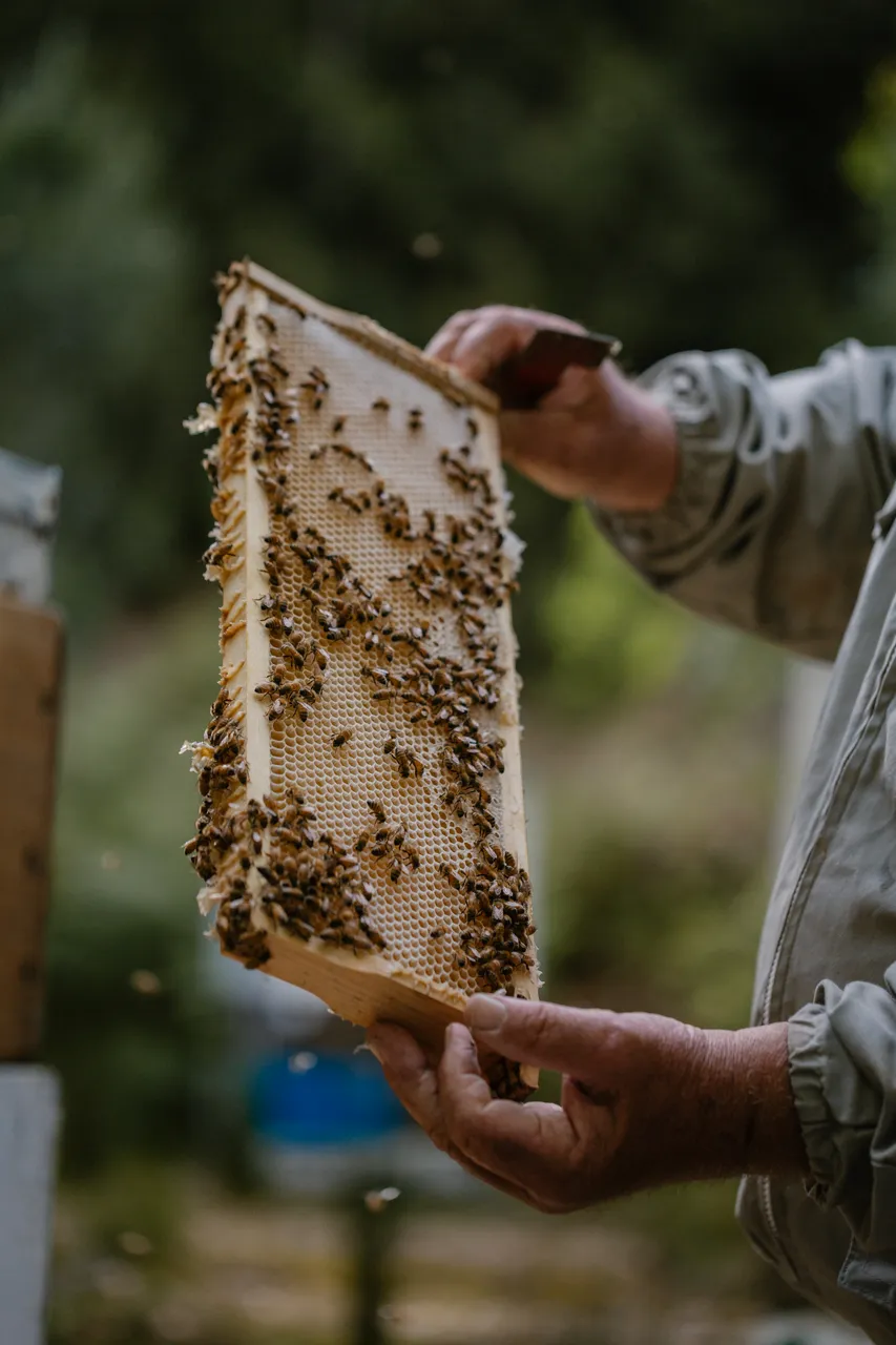 Beekeeping