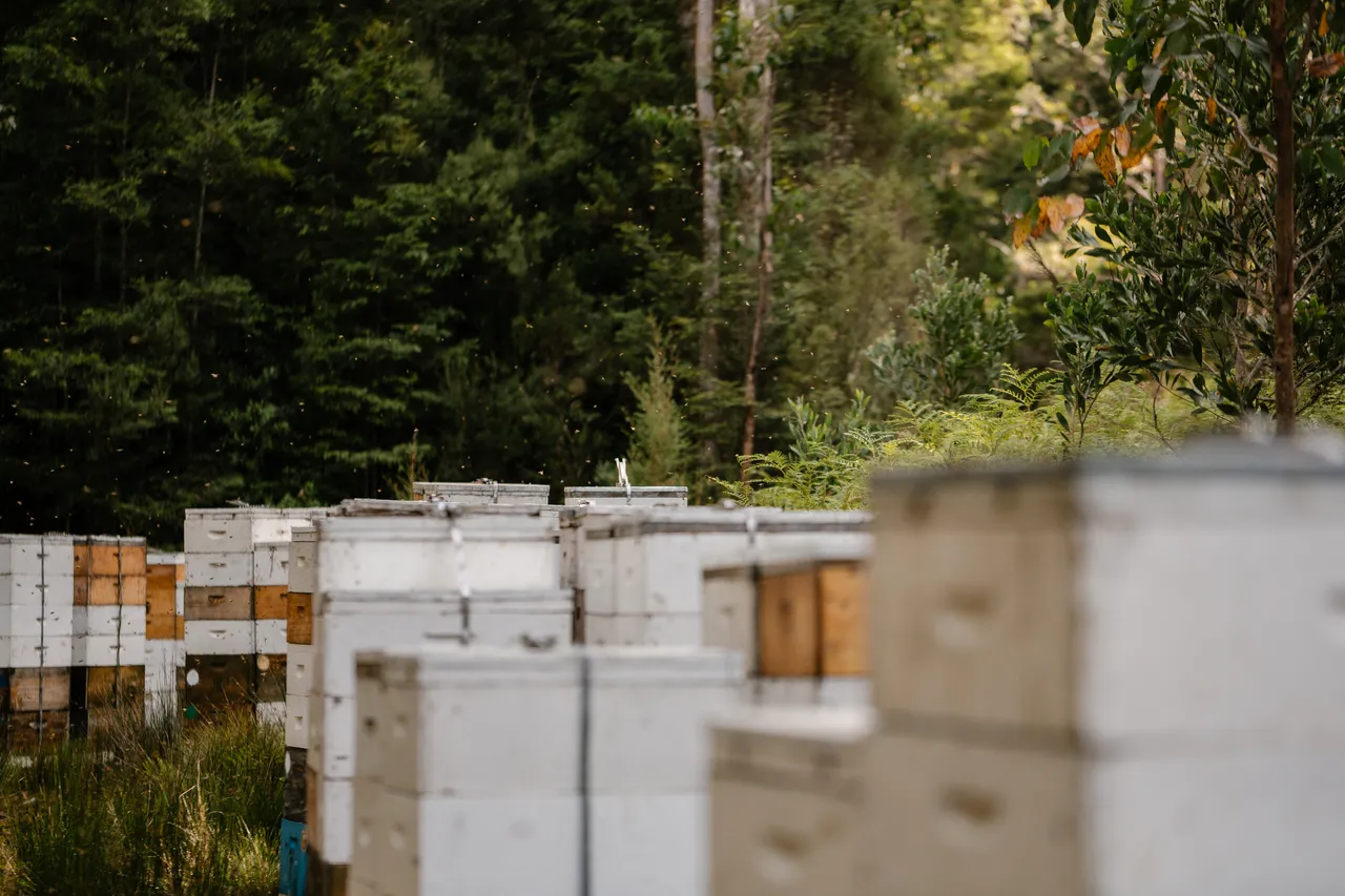 Bee Hives