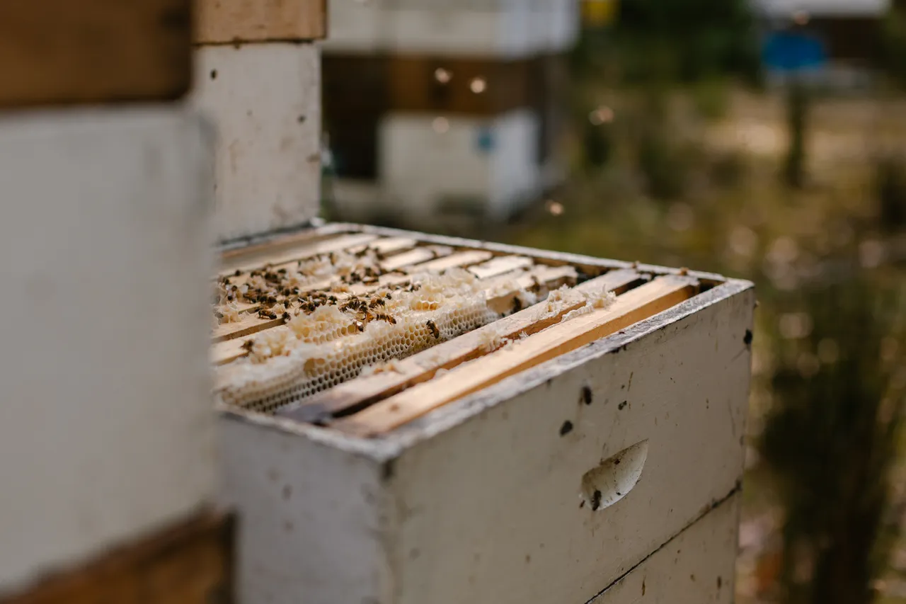 Bee Hives