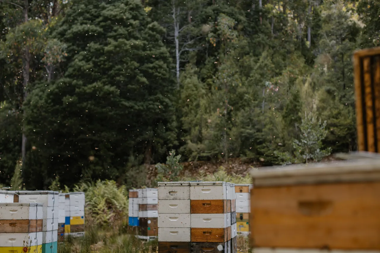 Bee Hives