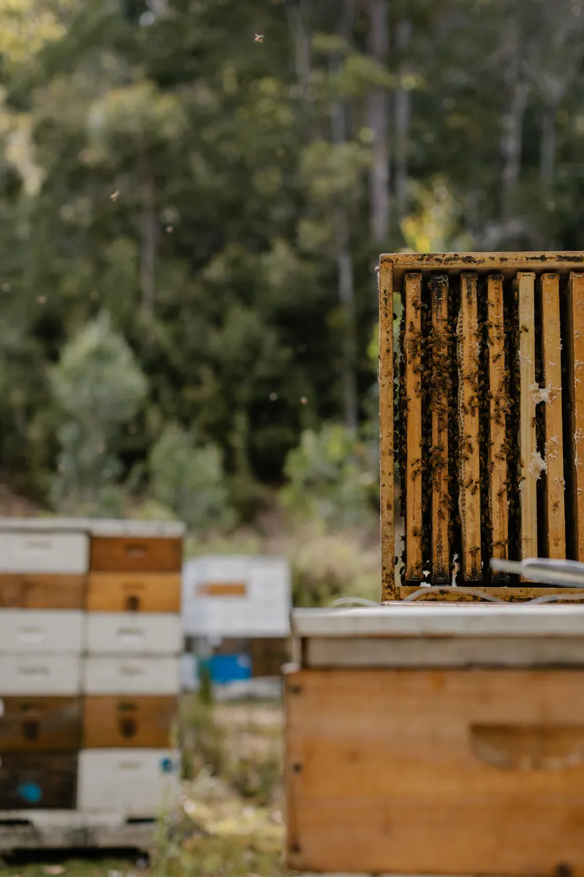 Bee Hives