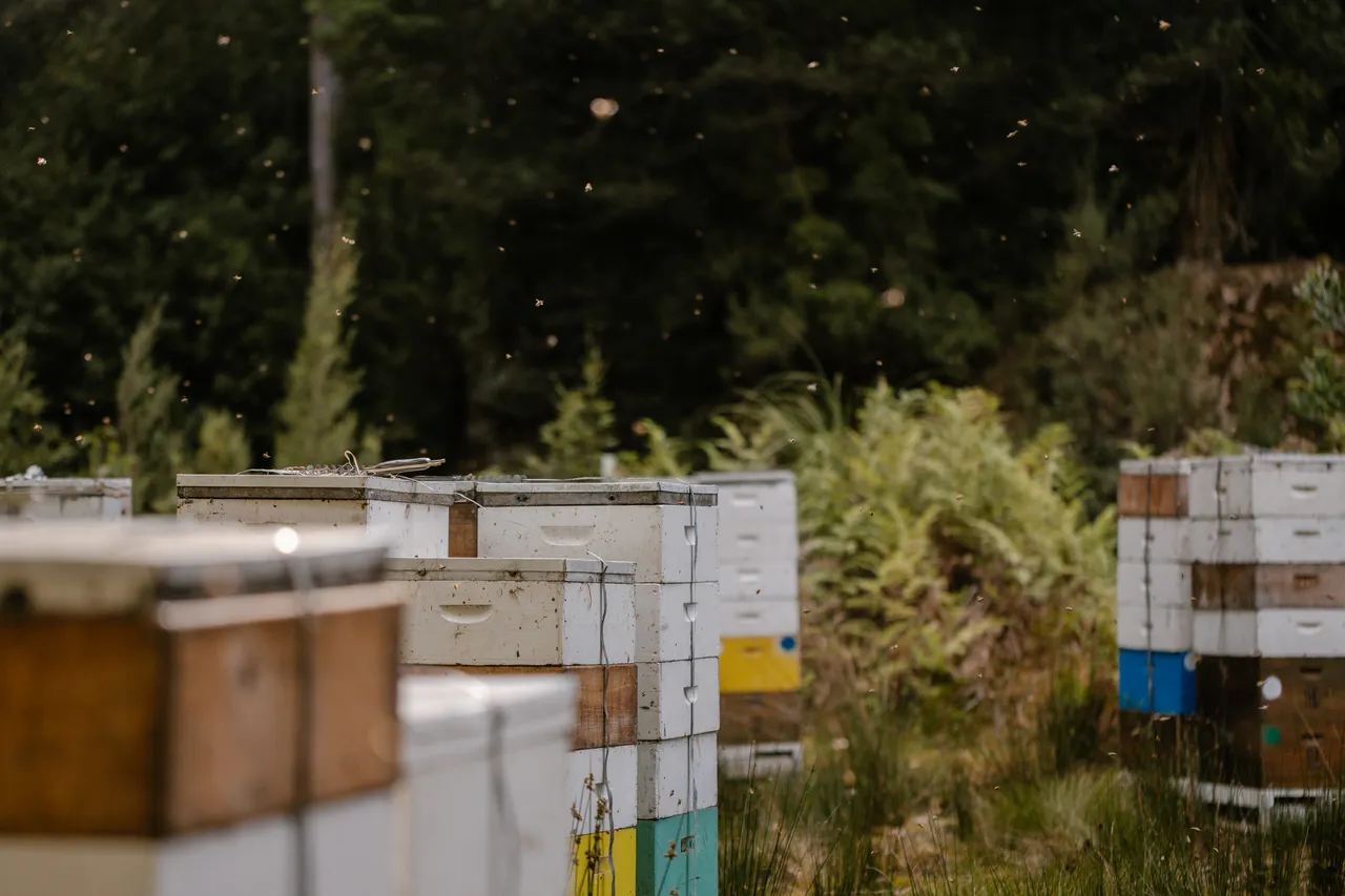 Bee Hives
