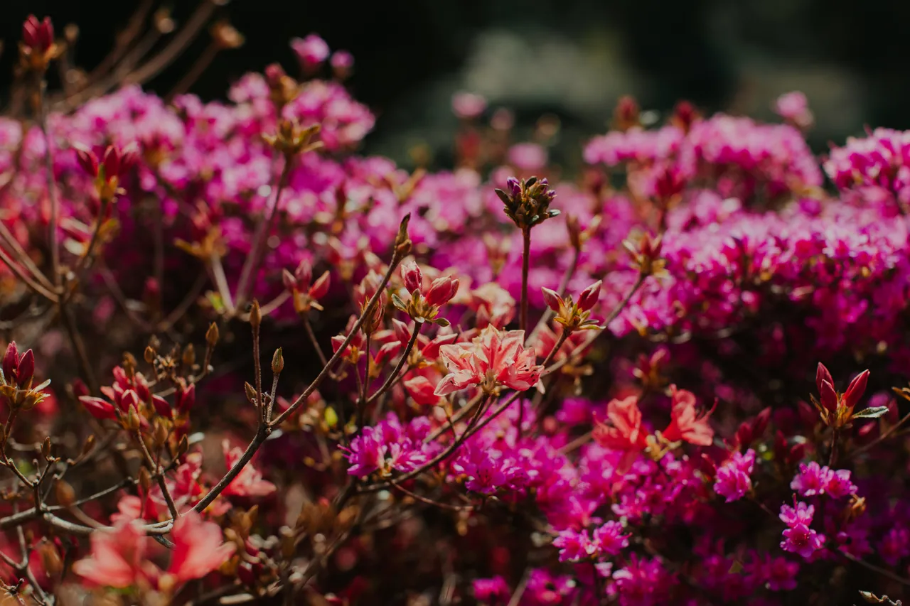 Emu Valley Rhododendron Garden