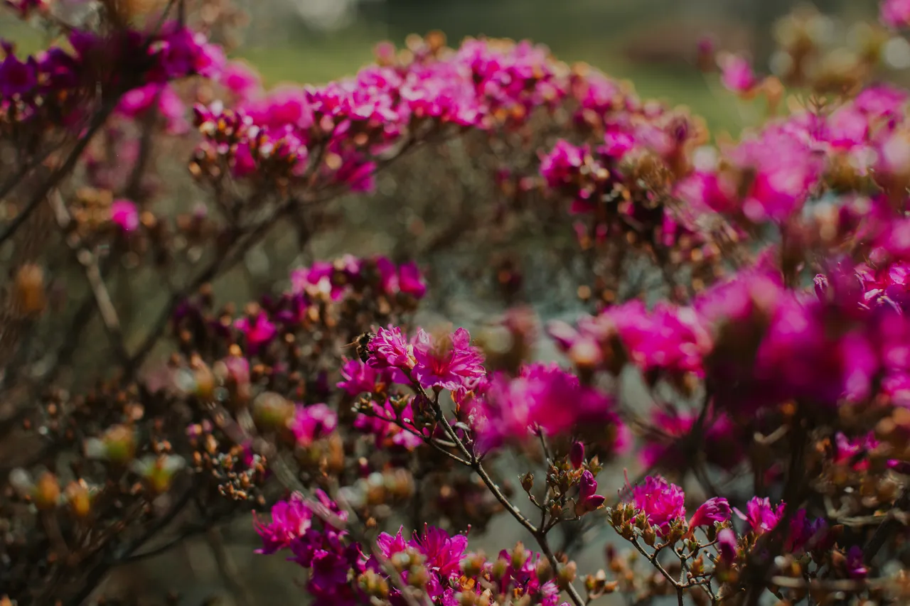 Rhododendron Garden