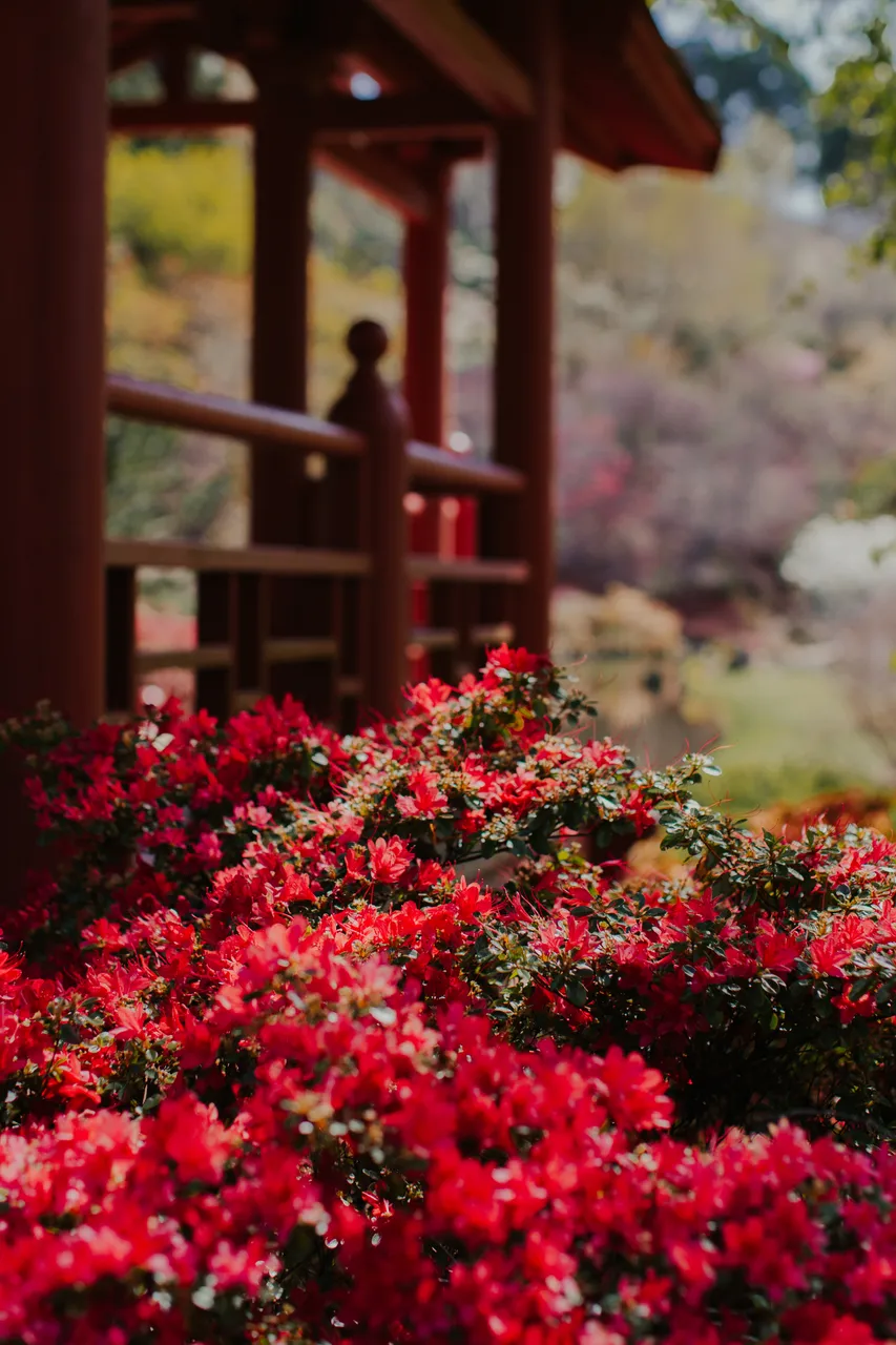 Emu Valley Rhododendron Garden