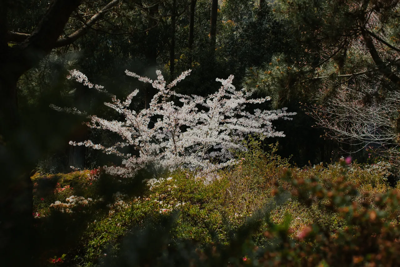 Emu Valley Rhododendron Garden