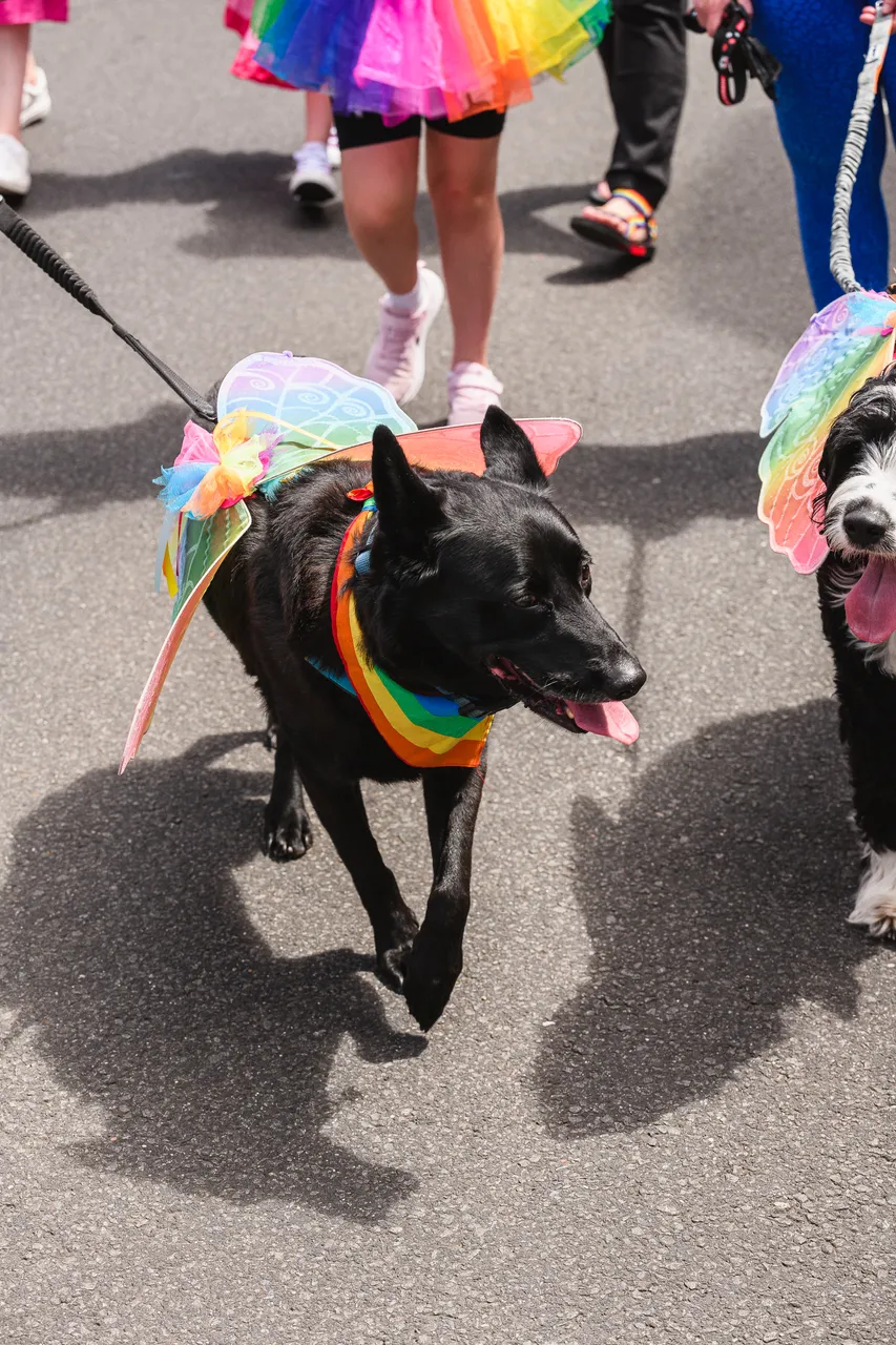Tas Pride Parade