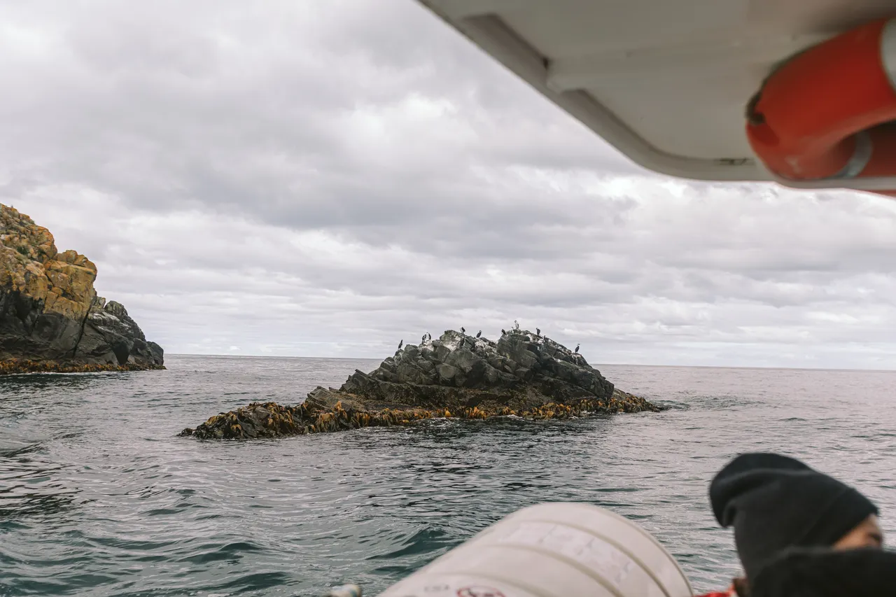 Sea Birds on Rocks - Pennicott Wilderness Journeys Cruise