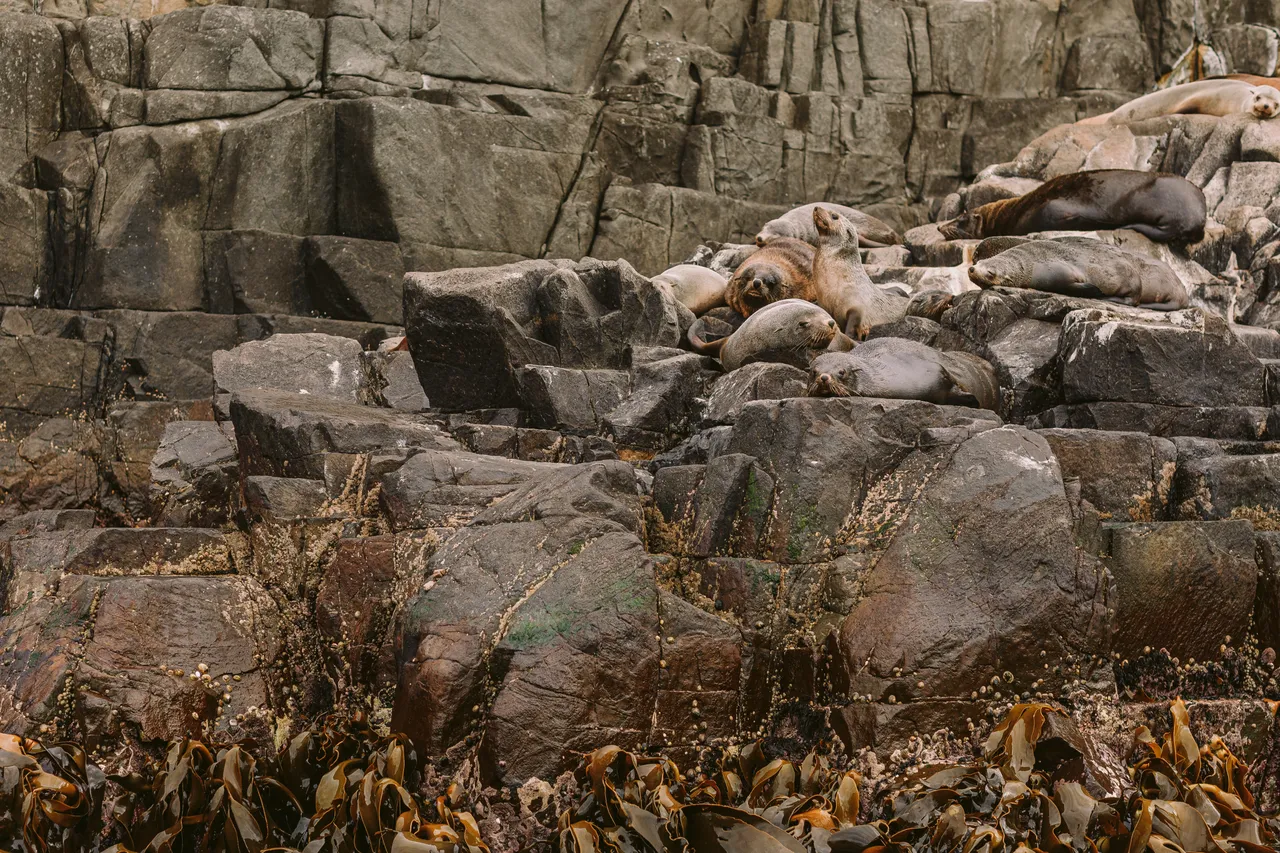 Sea Lions