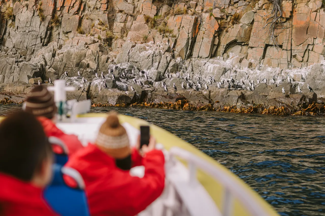 Sea Birds on Rocks - Pennicott Wilderness Journeys
