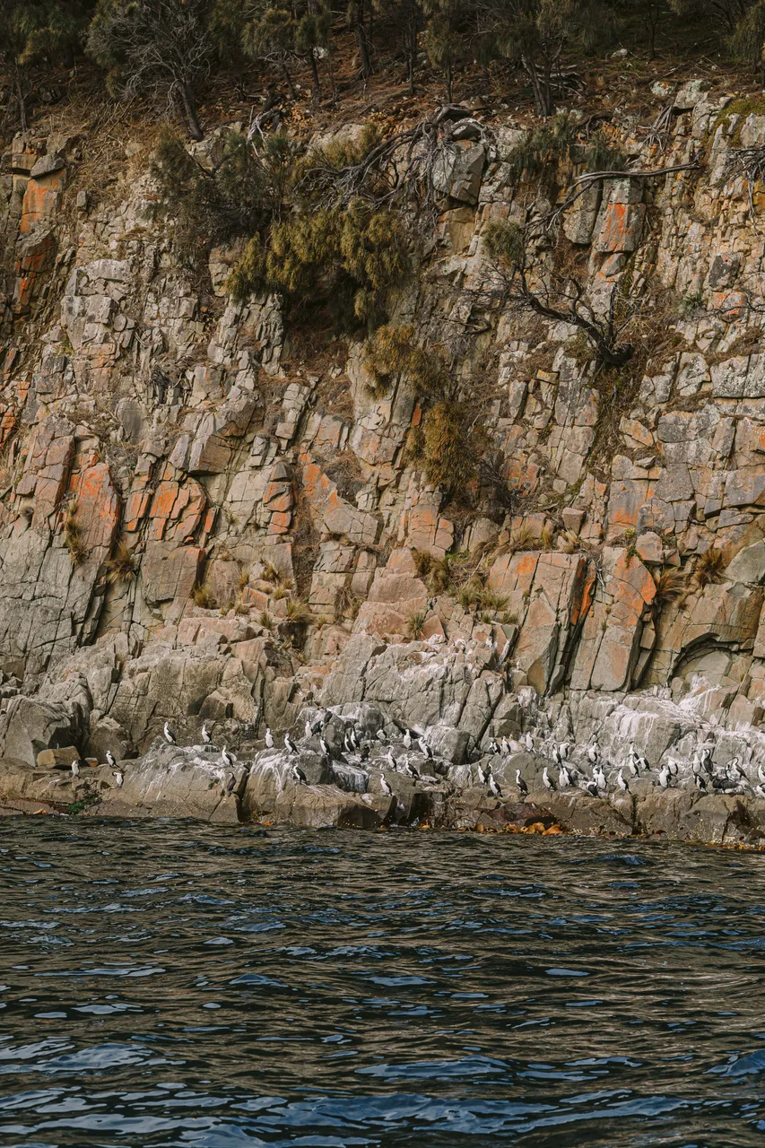 Sea Birds on Rocks - Pennicott Wilderness Journeys