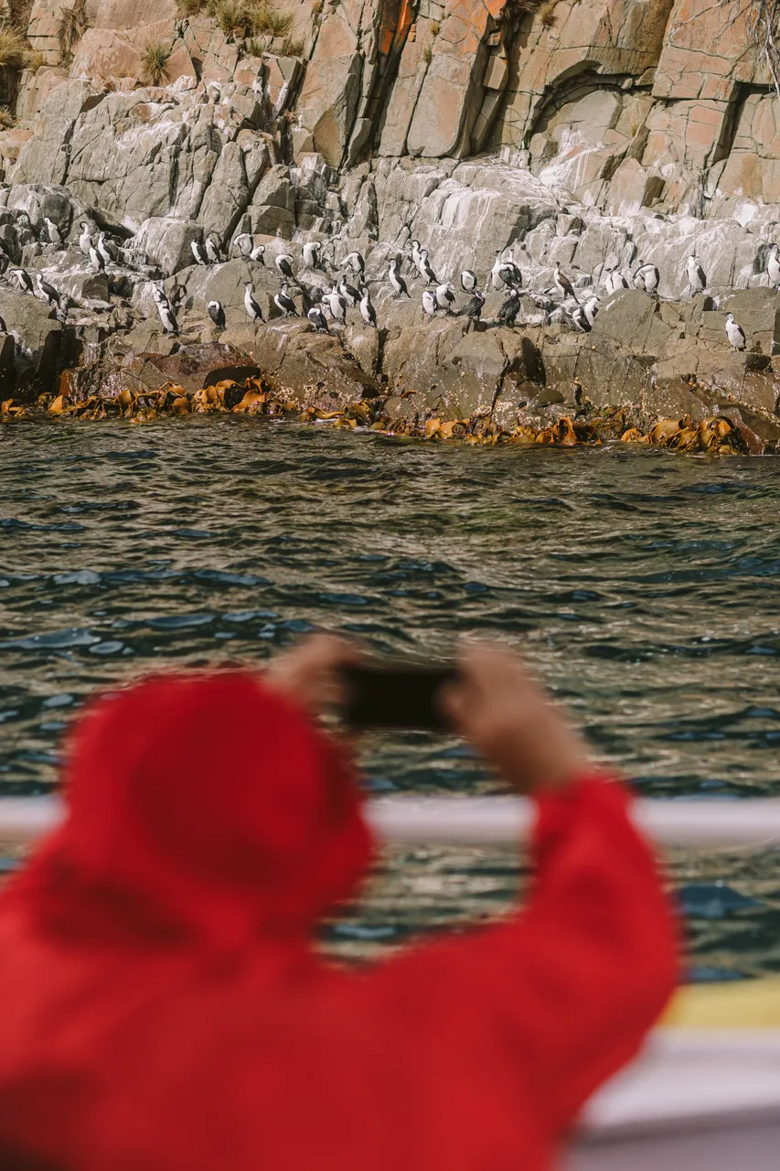 Sea Birds on Rocks - Pennicott Wilderness Journeys