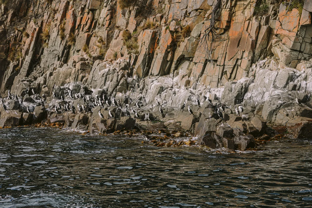 Sea Birds on Rocks - Pennicott Wilderness Journeys