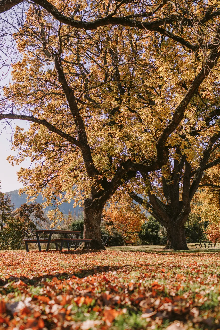 Derwent Valley in Autumn