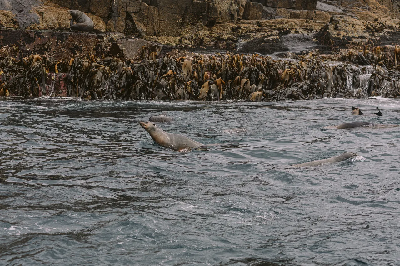 Sea Lions