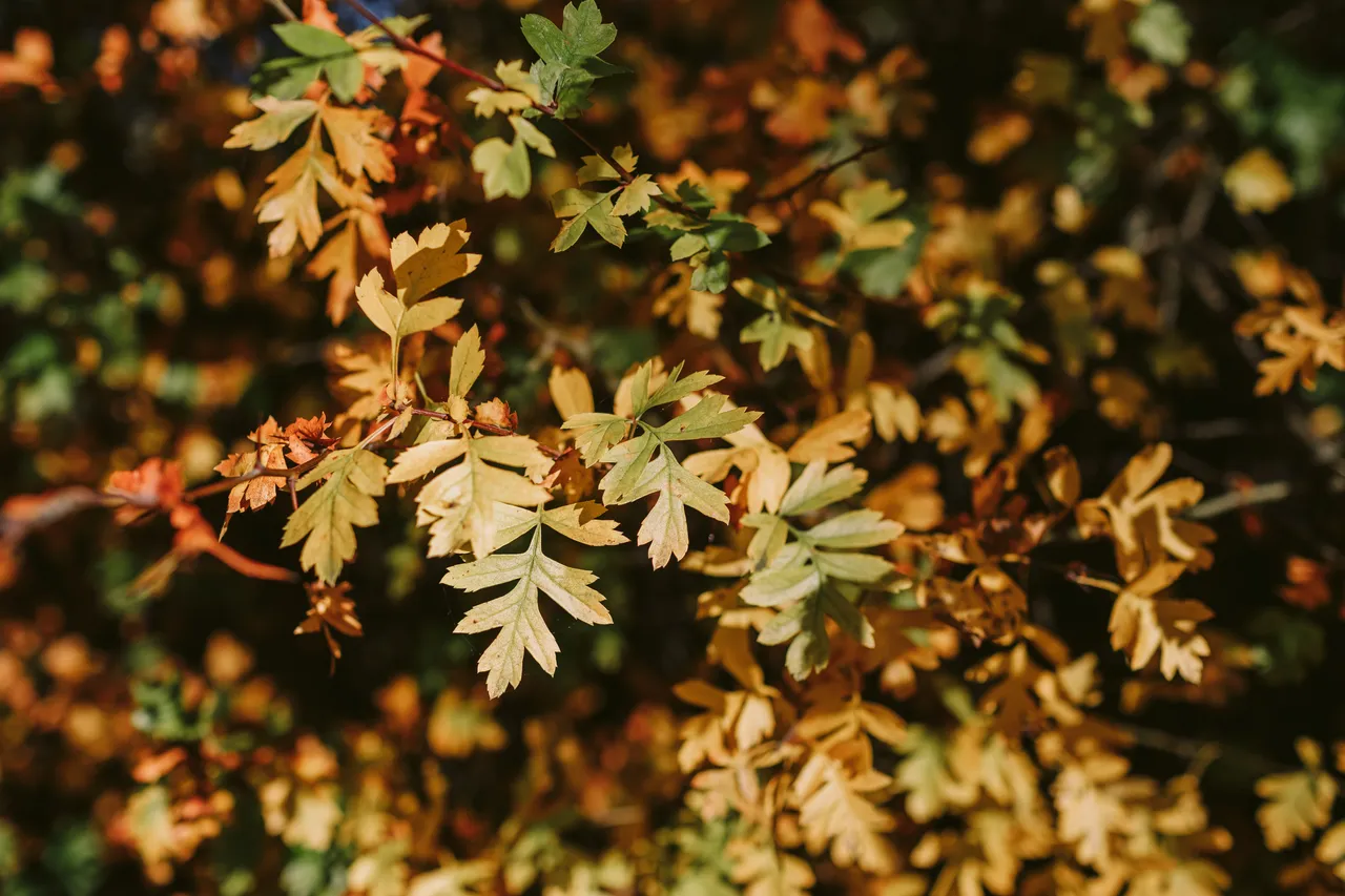 Derwent Valley in Autumn