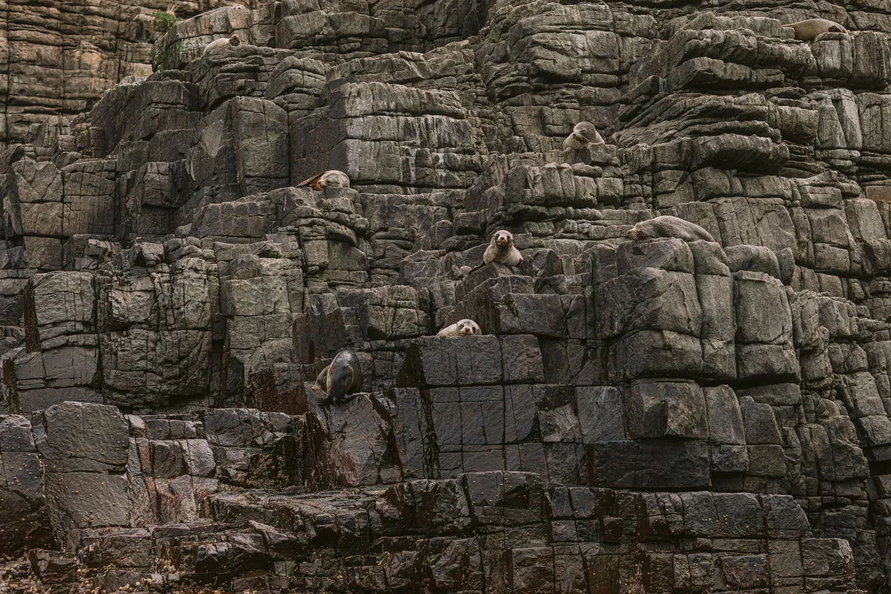 Sea Lions