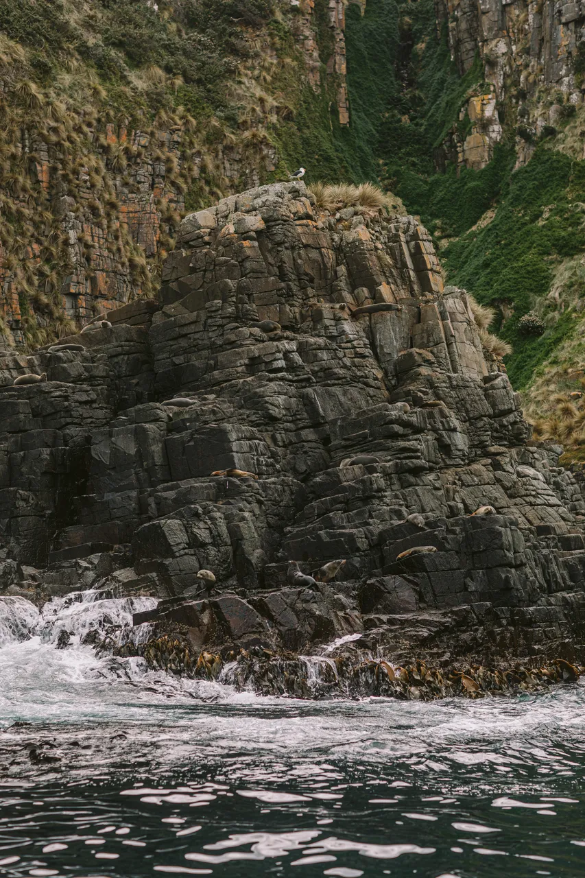 Sea Lions