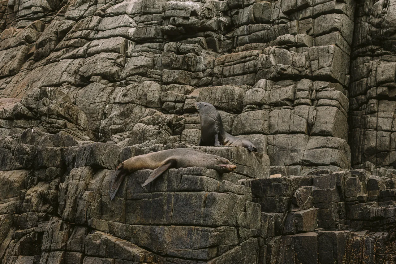 Sea Lions