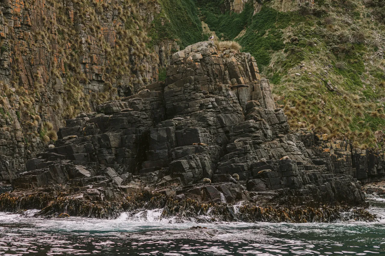 Sea Lions