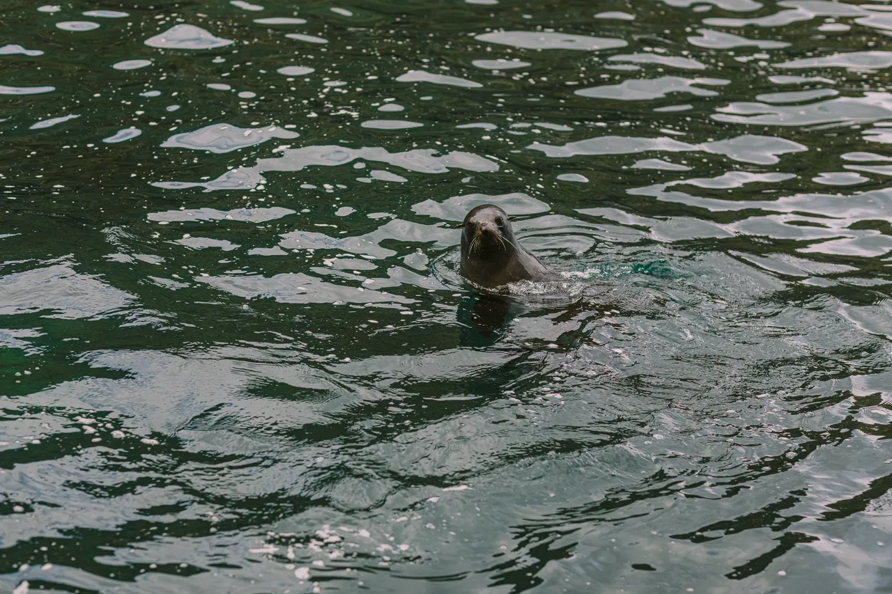 Sea Lion
